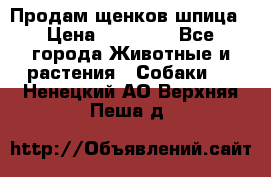 Продам щенков шпица › Цена ­ 20 000 - Все города Животные и растения » Собаки   . Ненецкий АО,Верхняя Пеша д.